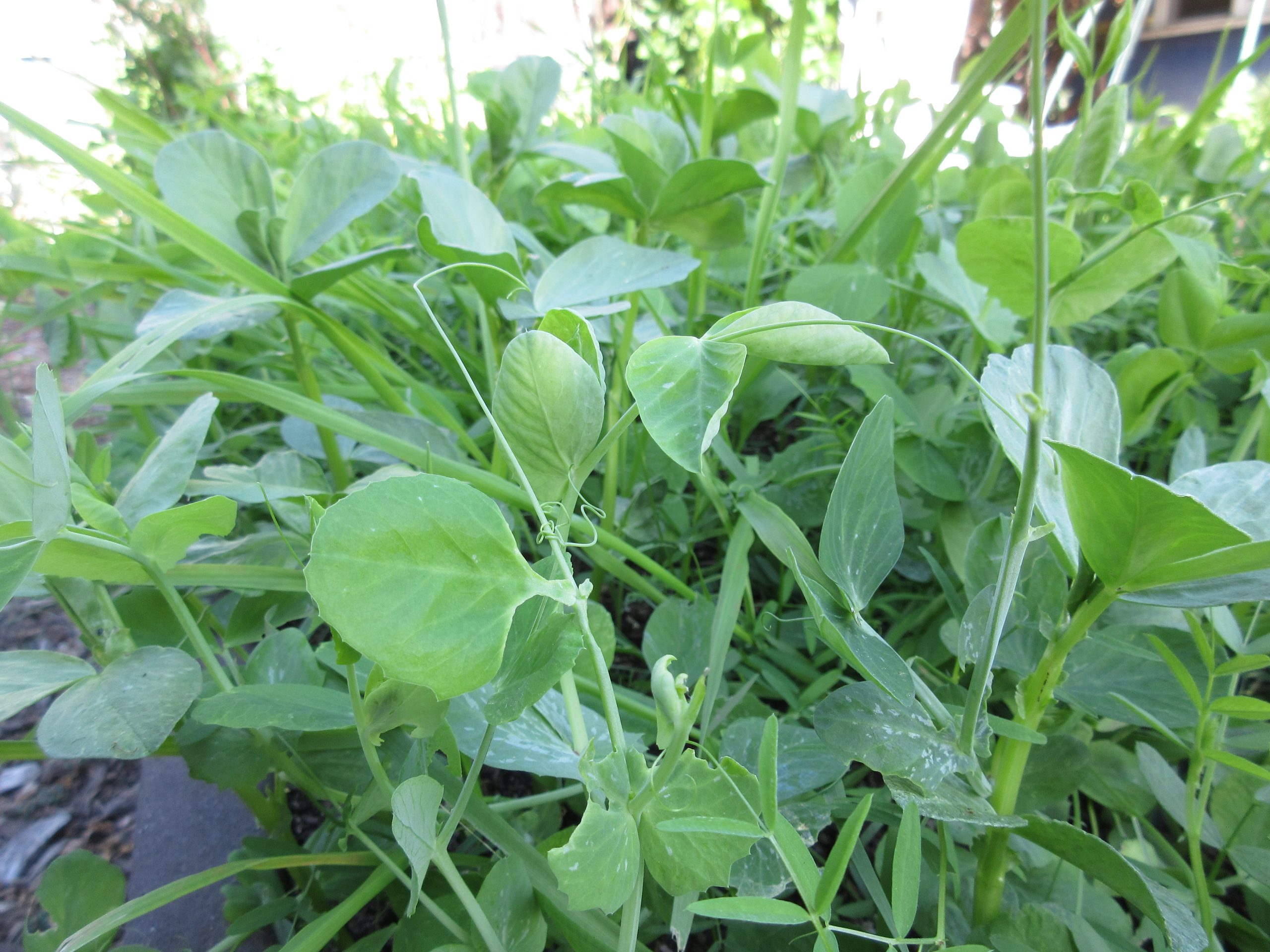 You are currently viewing Grow a Cover Crop