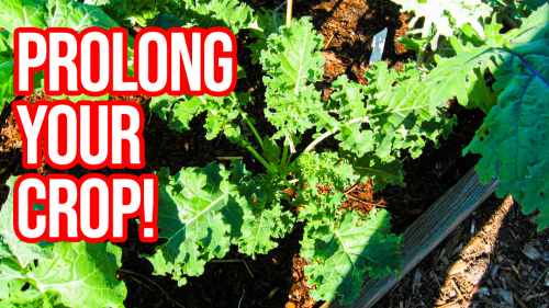 Read more about the article YouTube: Kale Trick to Extend Your Plants