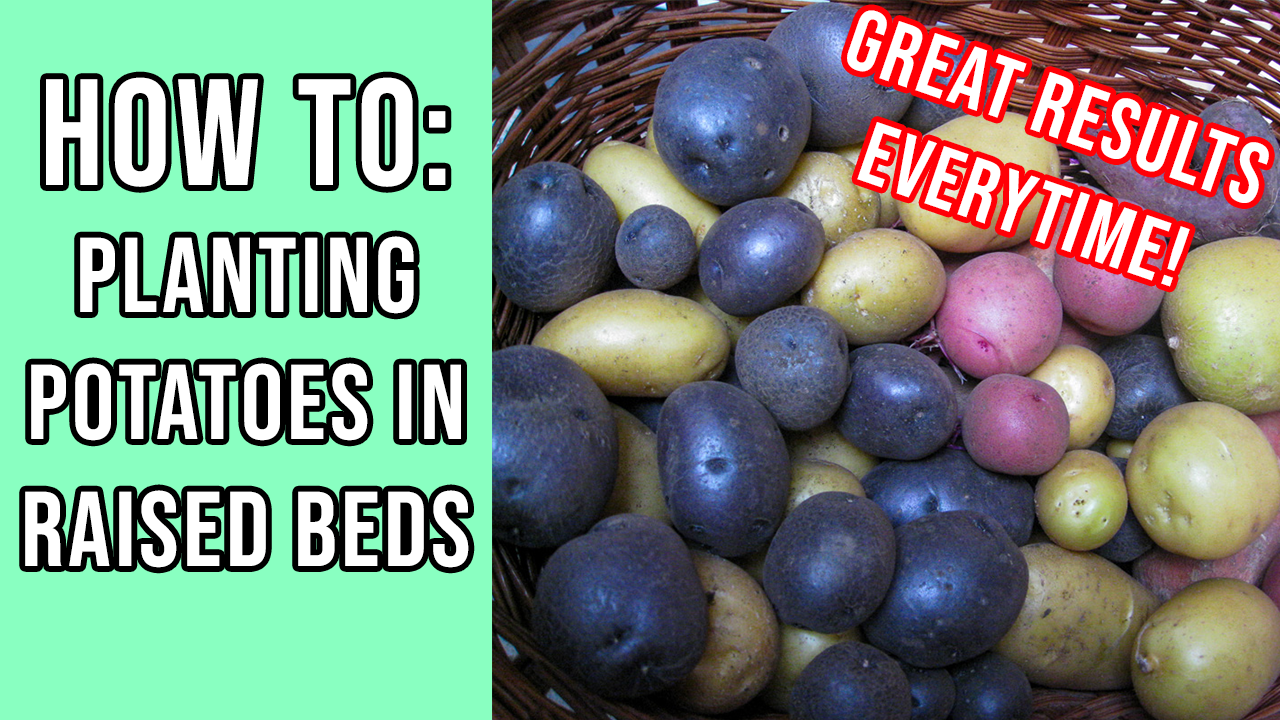 You are currently viewing YouTube: How to Plant Potatoes In Raised Beds for a Big Harvest