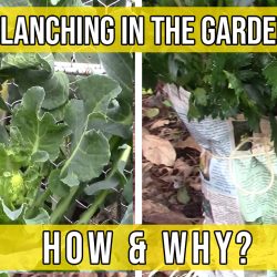 YouTube: Blanching – What is it and Why do it?