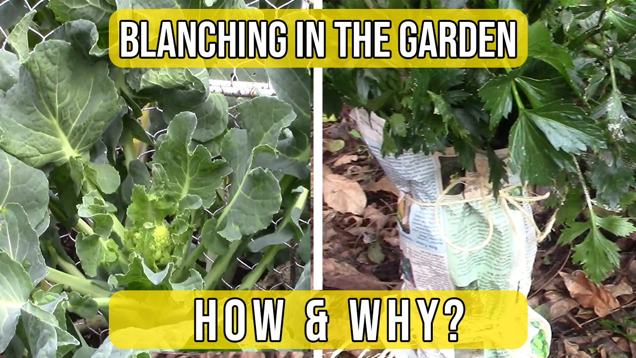 Read more about the article YouTube: Blanching – What is it and Why do it?