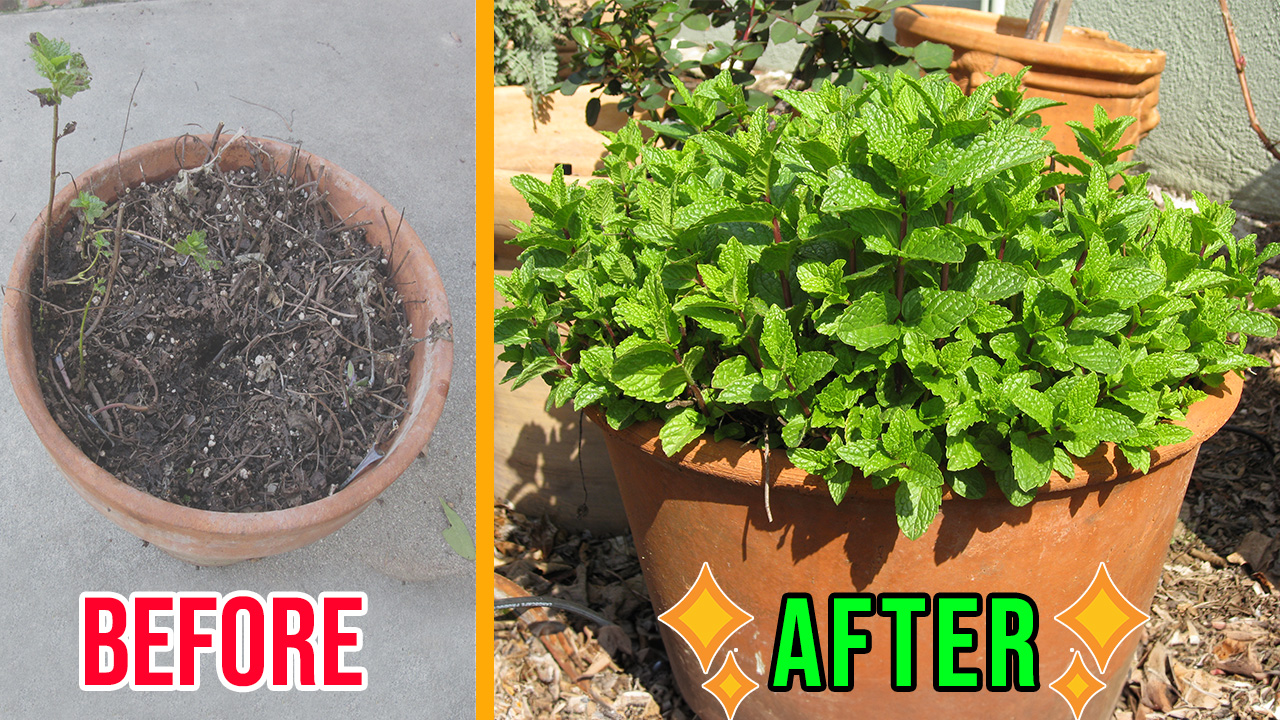 Read more about the article YouTube: How to Revitalize Your Mint Pot – Don’t Replace It, Refresh It!