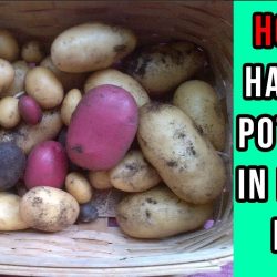 YouTube: How To Harvest Potatoes In Raised Beds