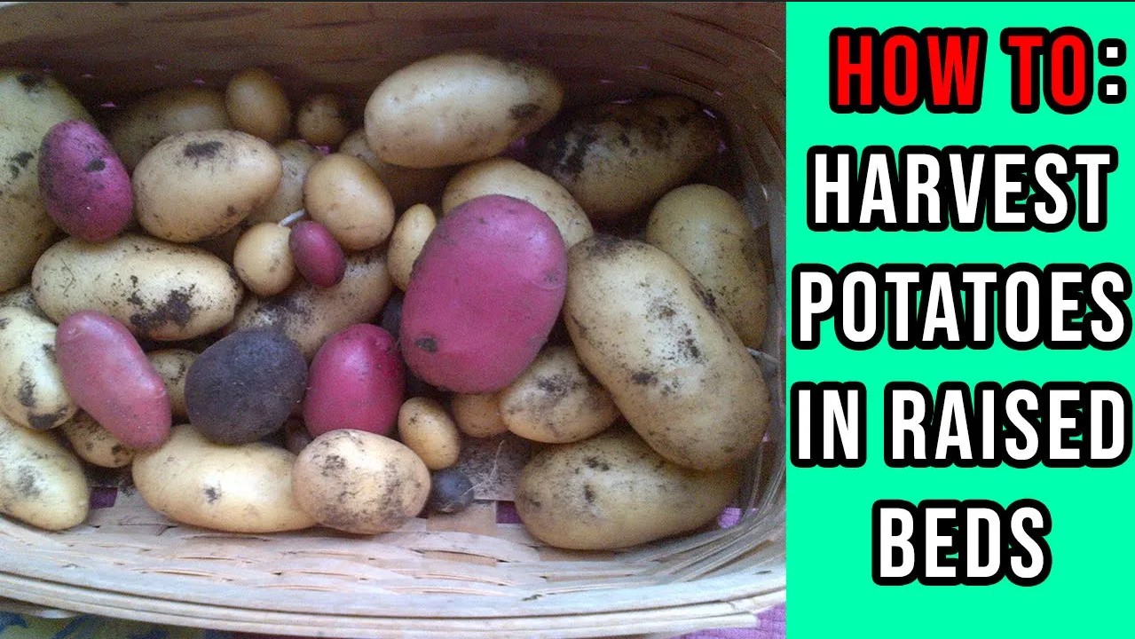You are currently viewing YouTube: How To Harvest Potatoes In Raised Beds