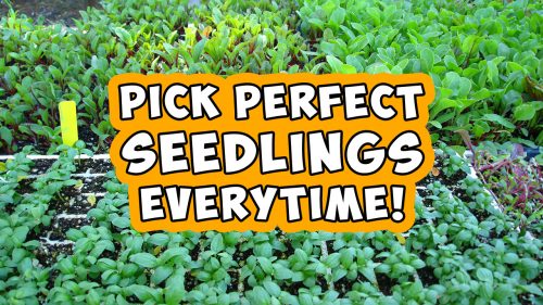 Read more about the article YouTube: How to Choose Seedlings at the Nursery – 3 Tips