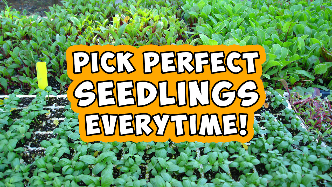 You are currently viewing YouTube: How to Choose Seedlings at the Nursery – 3 Tips