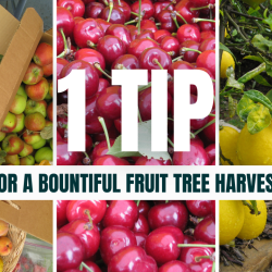 YouTube: 1 Fruit Tree Tip to Ensure a Bountiful Harvest