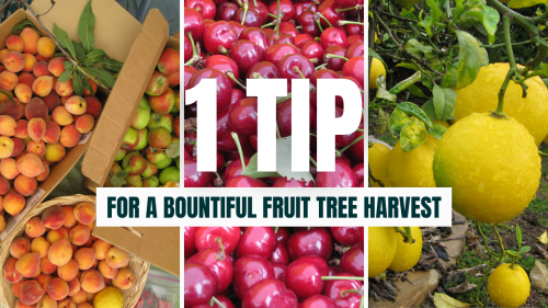 Read more about the article YouTube: 1 Fruit Tree Tip to Ensure a Bountiful Harvest