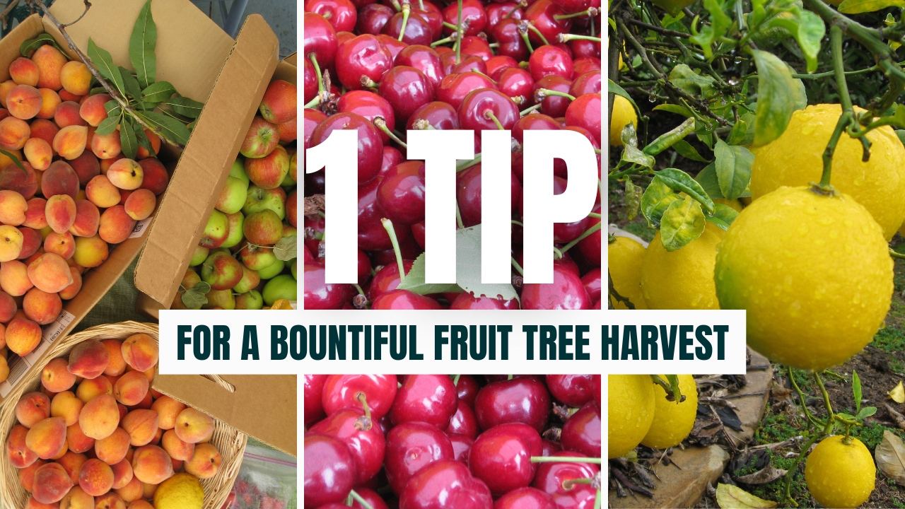 You are currently viewing YouTube: 1 Fruit Tree Tip to Ensure a Bountiful Harvest