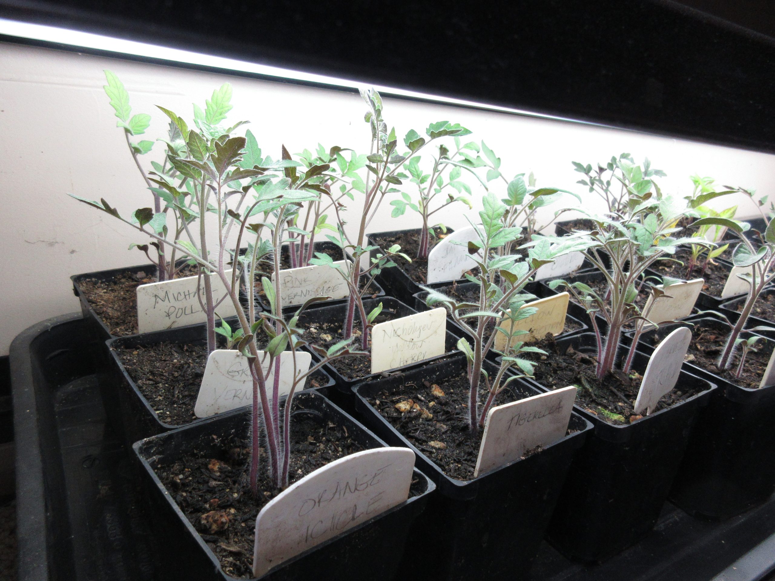 Read more about the article 02-26-26 Gotta Love the Garden