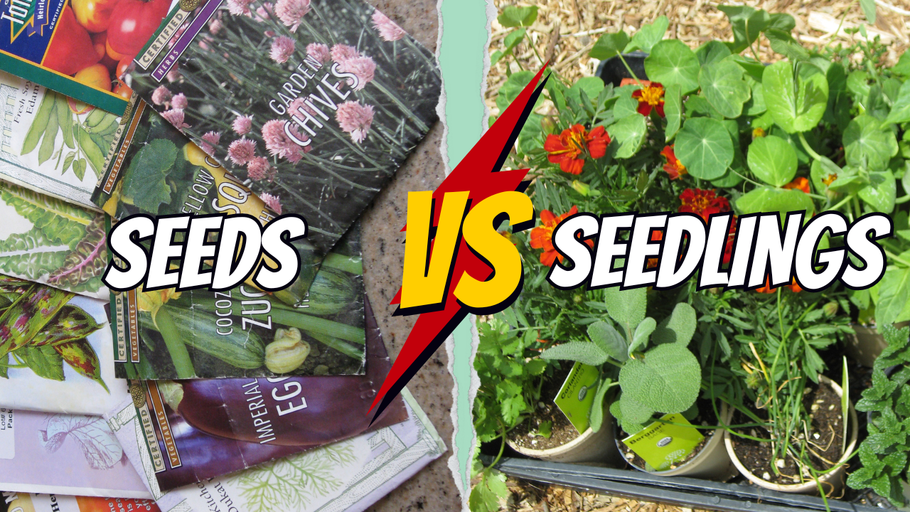 You are currently viewing YouTube: Seeds Vs. Seedlings – What to Use, When?