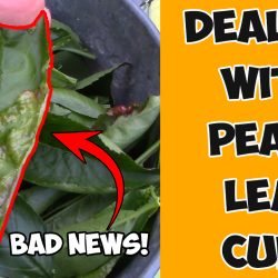 YouTube: Dealing with Peach Leaf Curl