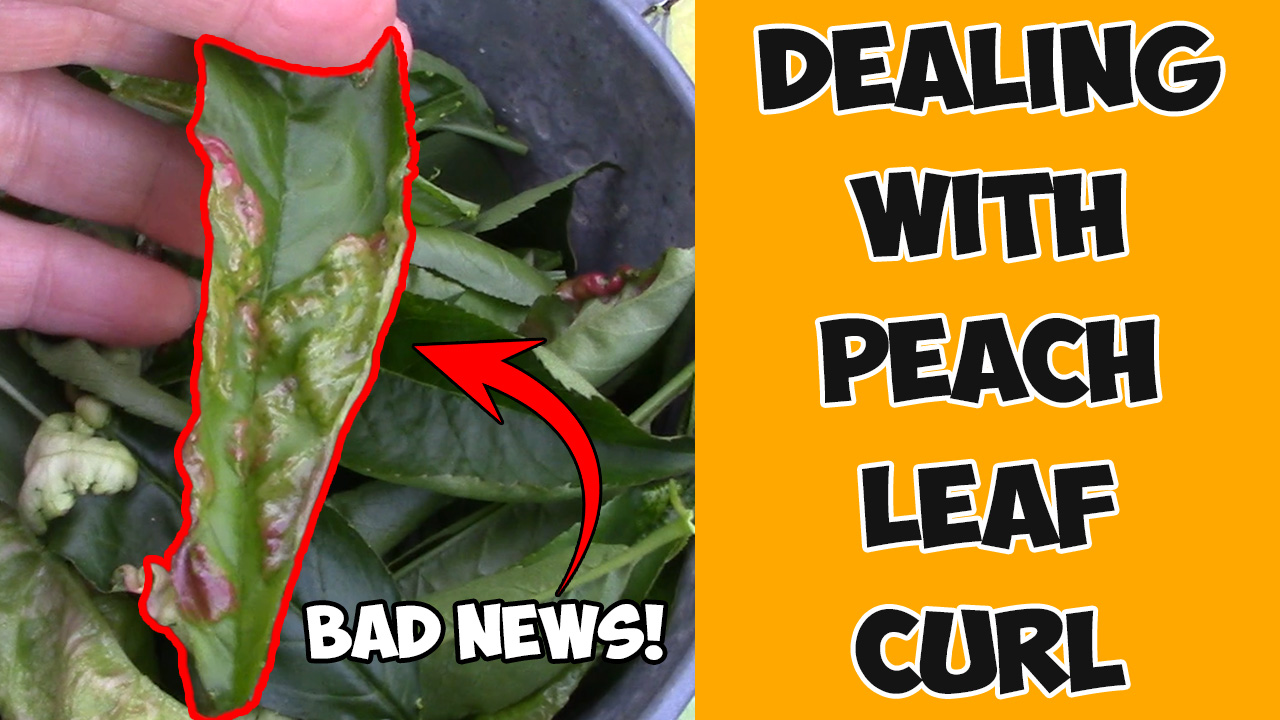 You are currently viewing YouTube: Dealing with Peach Leaf Curl