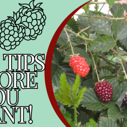 YouTube: 2 Things Before Planting Cane Berries (blackberries / raspberries)