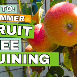 YouTube: Summer Pruning – What is It and Why Do It?