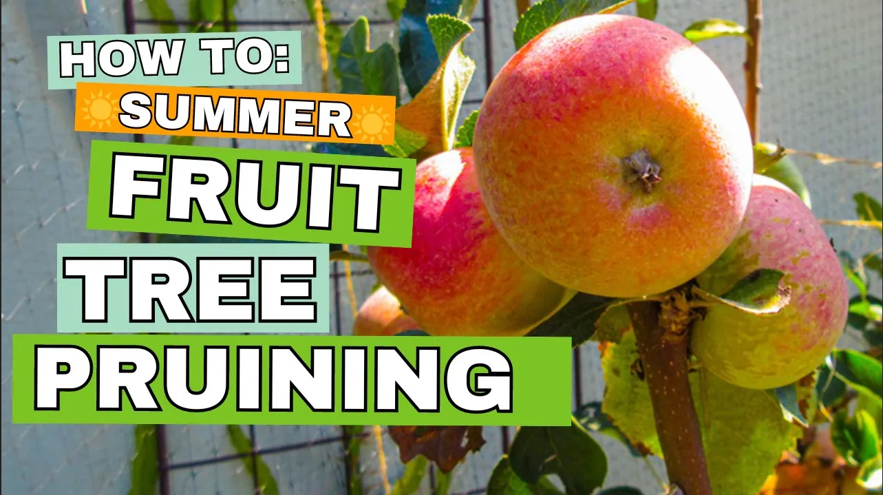 Read more about the article YouTube: Summer Pruning – What is It and Why Do It?