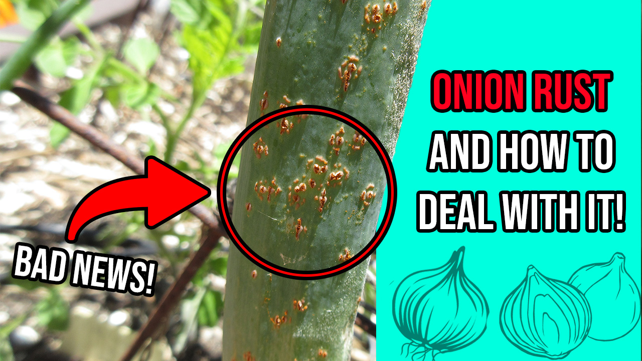 Read more about the article YouTube: Onion Rust and How to Deal With It