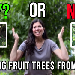 YouTube: Growing Fruit Trees from Seed – Yay or Nay?