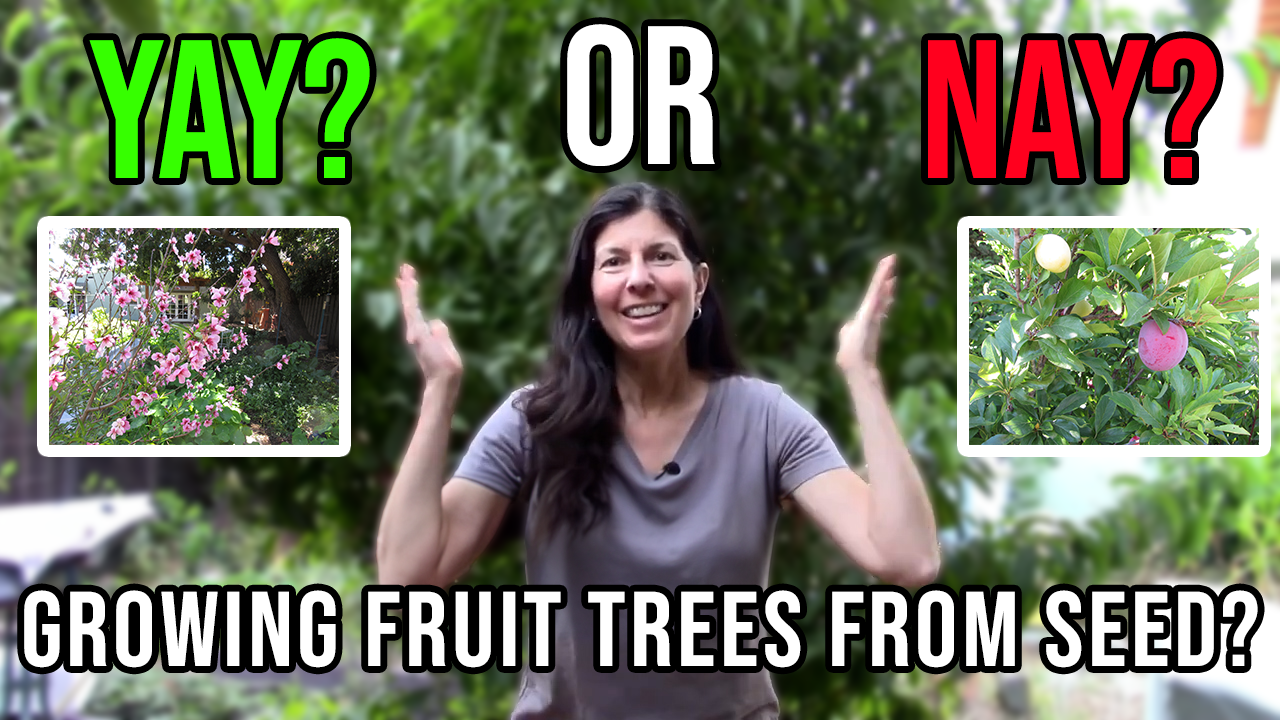 Read more about the article YouTube: Growing Fruit Trees from Seed – Yay or Nay?