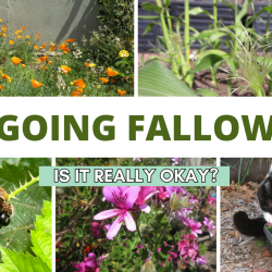 YouTube: Letting Your Garden Go Fallow