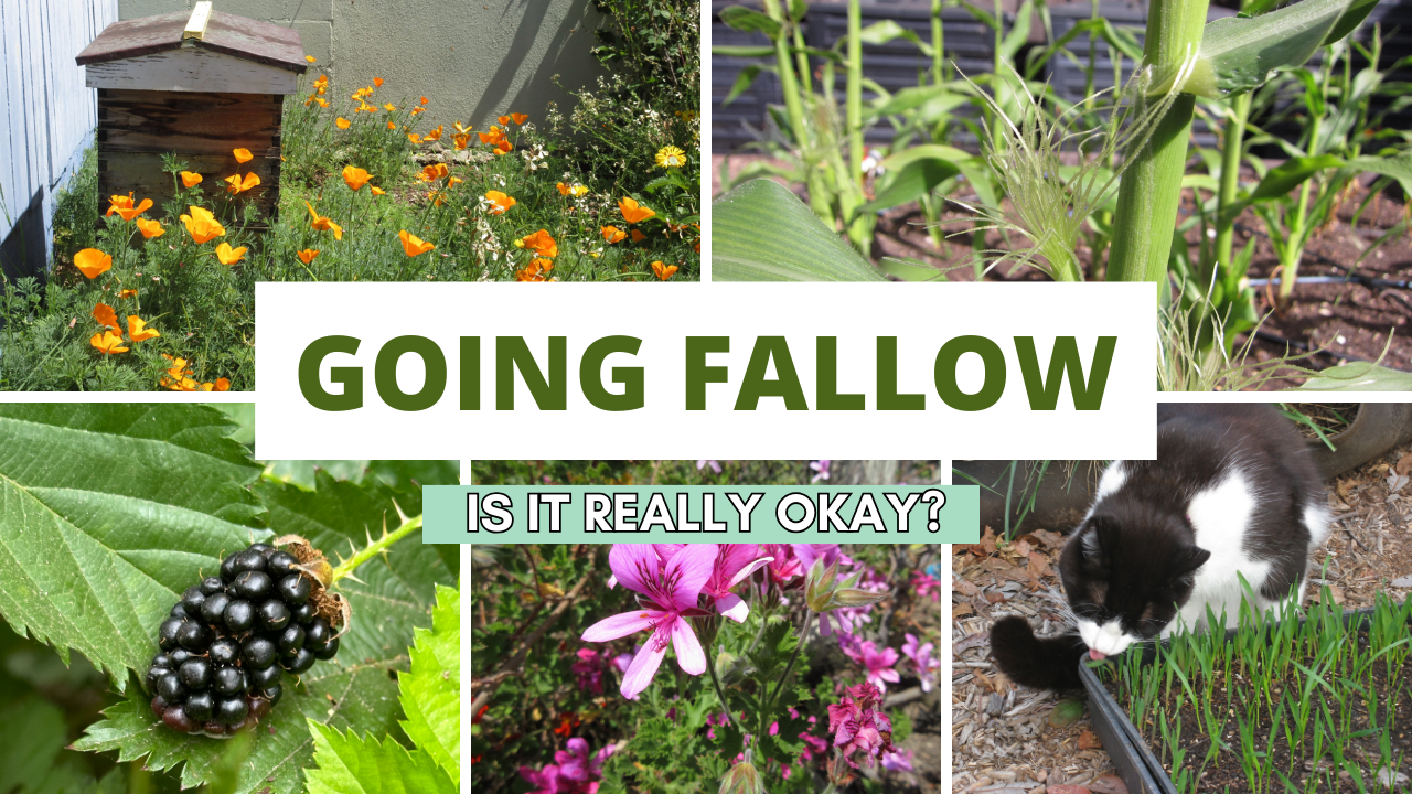 Read more about the article YouTube: Letting Your Garden Go Fallow