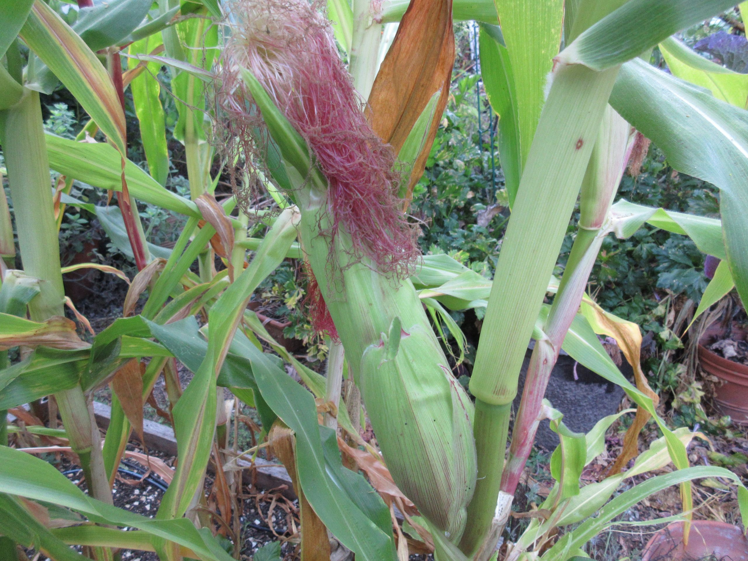 Read more about the article Freezing Fresh Corn