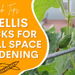 YouTube: Trellis Tricks for Your Small Space Garden