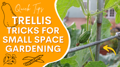 Read more about the article YouTube: Trellis Tricks for Your Small Space Garden