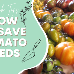 YouTube: How to Save Tomato Seeds