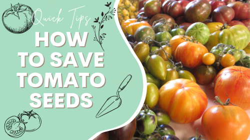 Read more about the article YouTube: How to Save Tomato Seeds