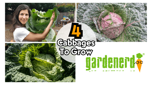 Read more about the article YouTube: 4 Cabbage Varieties to Grow