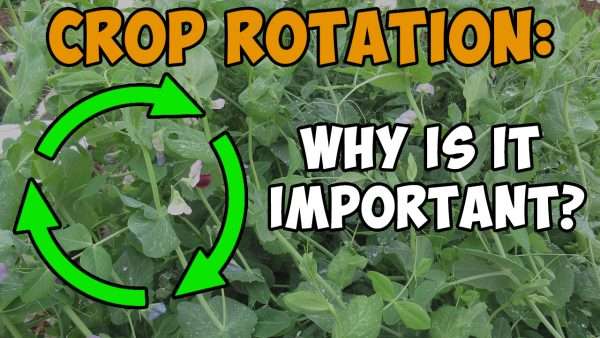 YouTube: Crop Rotation - Why Is It Important? - Gardenerd