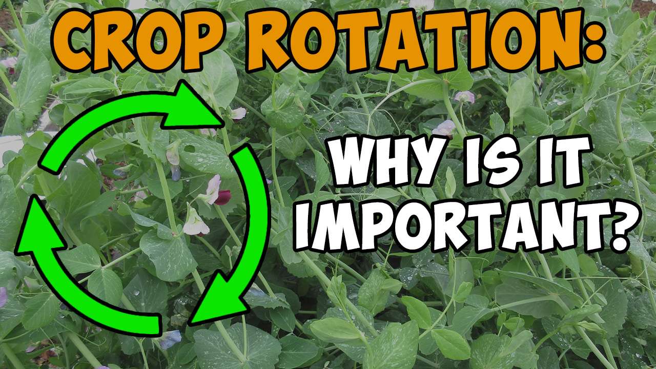 You are currently viewing YouTube: Crop Rotation – Why Is It Important?