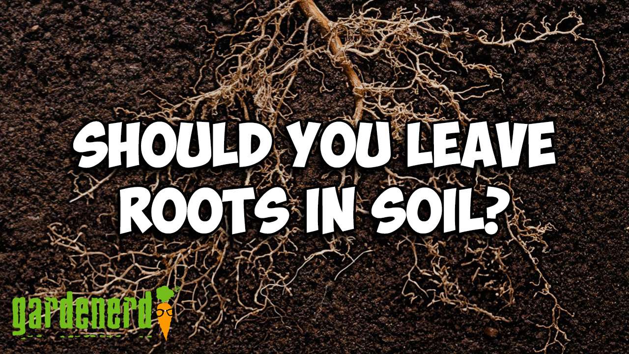 Read more about the article YouTube: Should I Leave The Roots?