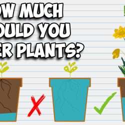 YouTube: How Much Should I Water My Plant?