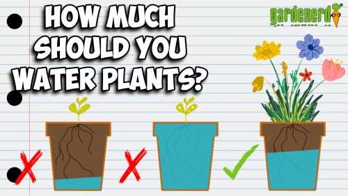 Read more about the article YouTube: How Much Should I Water My Plant?