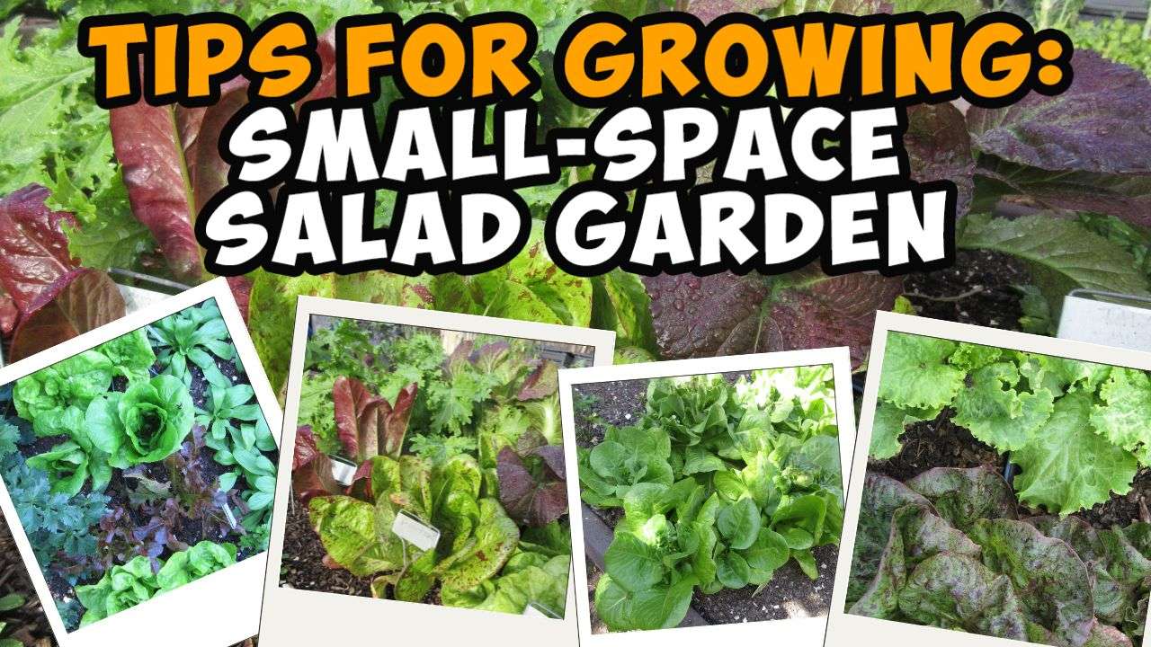 You are currently viewing YouTube: Tips for Planting a Small-Space Salad Garden