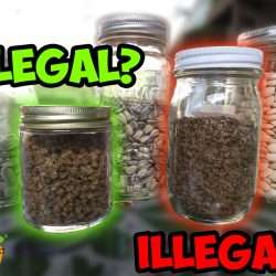 YouTube: Seed Saving Laws Clarified