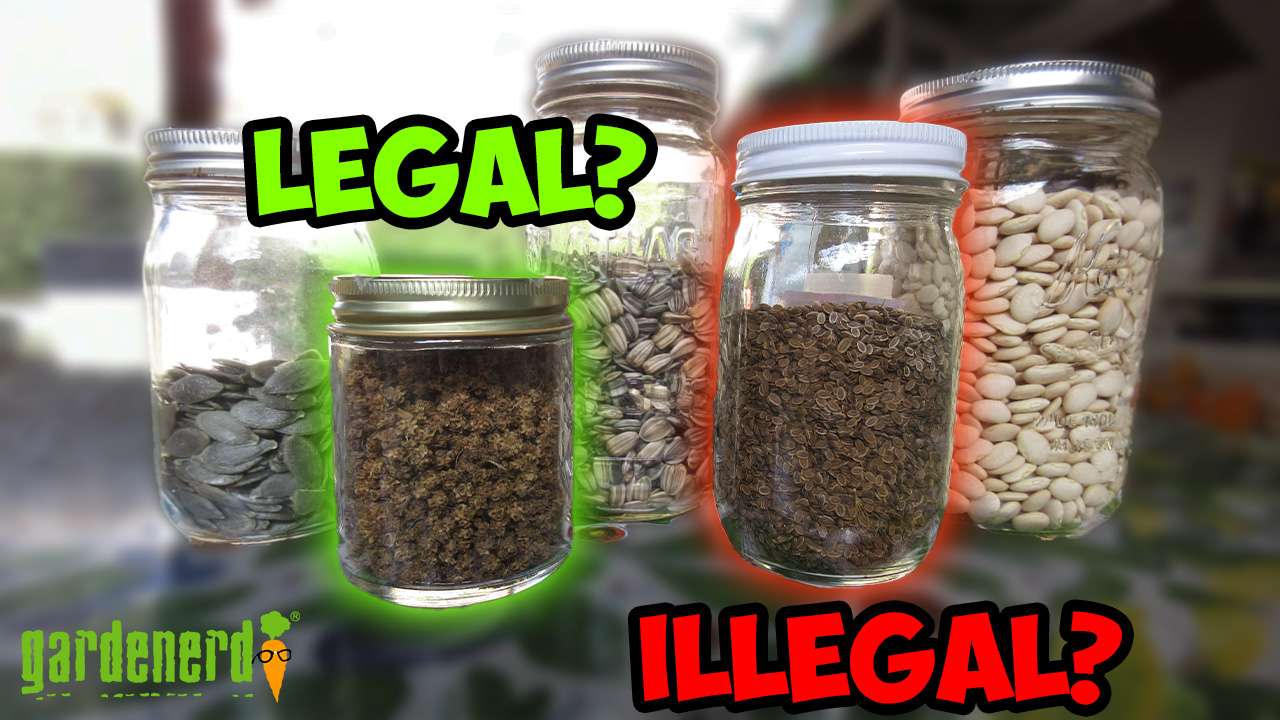 You are currently viewing YouTube: Seed Saving Laws Clarified