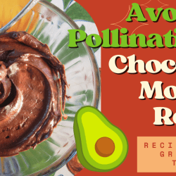 YouTube: Avocado Tree Pollination Explained (and Chocolate Mousse Recipe)