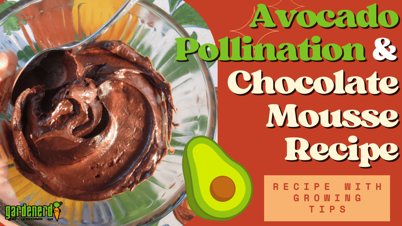 You are currently viewing YouTube: Avocado Tree Pollination Explained (and Chocolate Mousse Recipe)