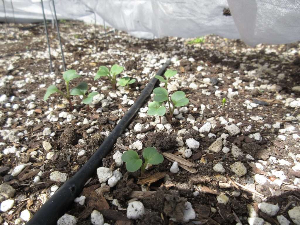 radishes sprouting new life in fall