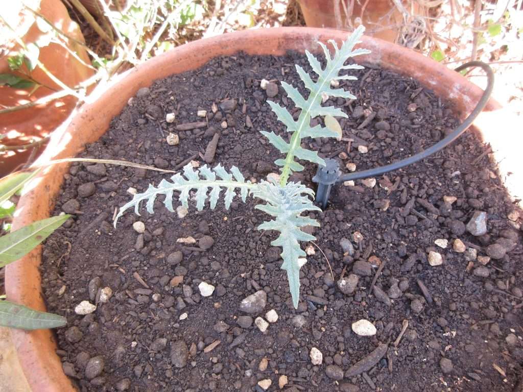 New purple artichoke plant brings new life in fall