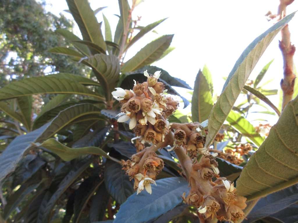 new life in fall - loquats flowering