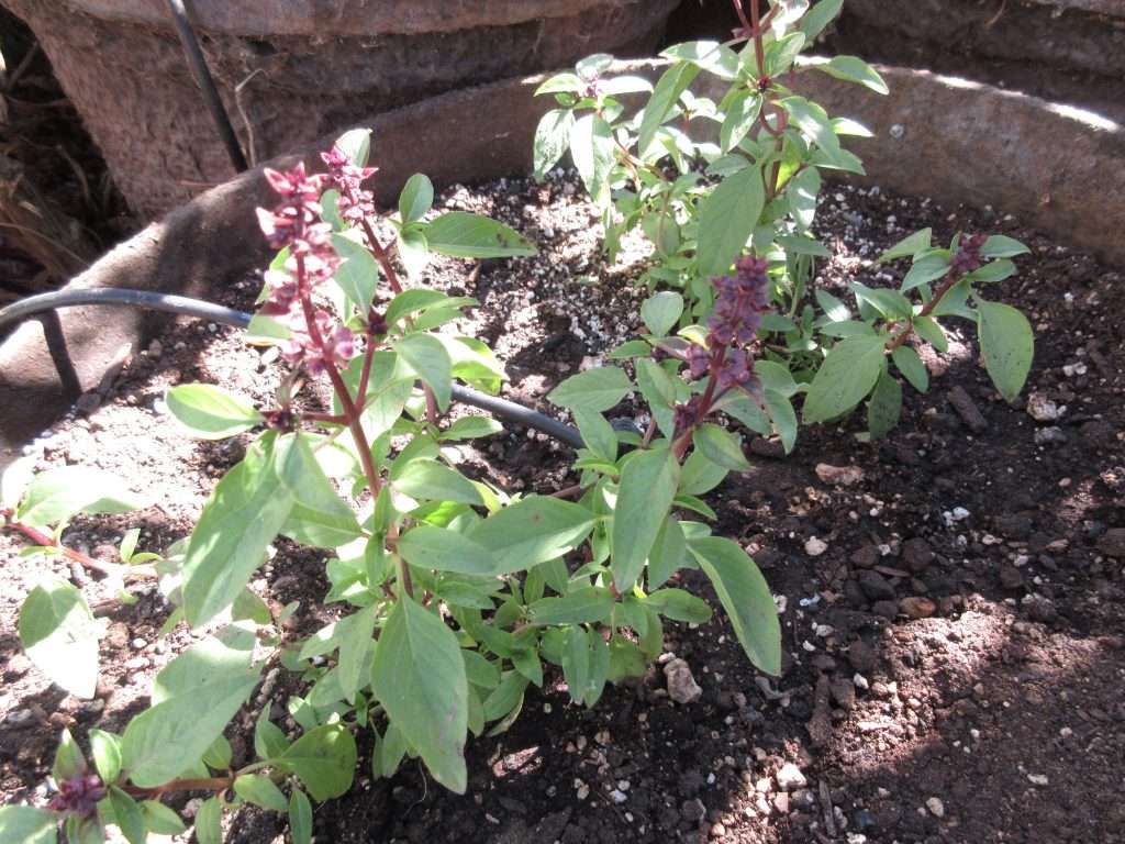 Thai basil brings new life in fall.