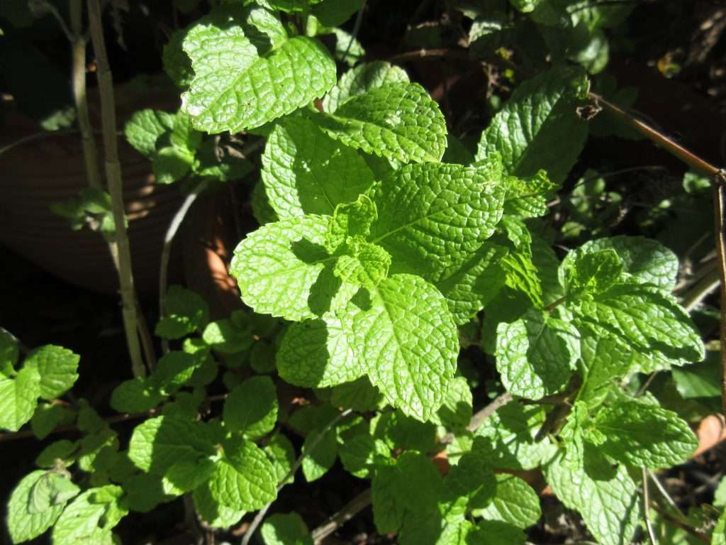 New life in fall - new mint growth