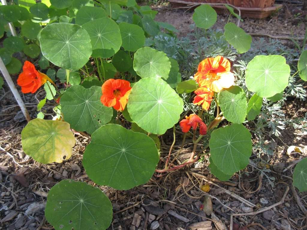 New life in fall nasturtiums waking up