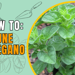YouTube: How and When to Prune Oregano