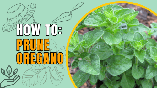 Read more about the article YouTube: How and When to Prune Oregano