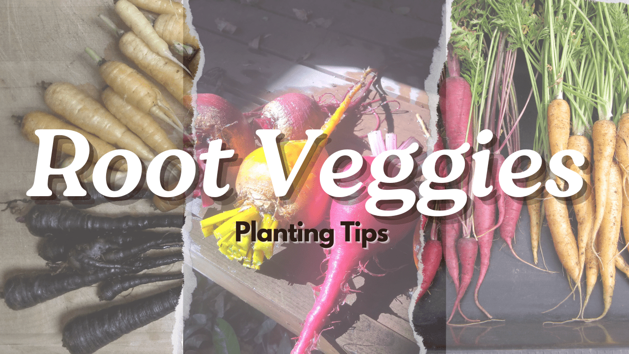 You are currently viewing YouTube: Root Vegetable Planting Tips for Small Gardens